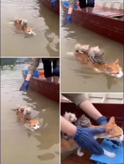 Heroic Mom Cat Braves Floodwaters to Save Her Kittens — One Ride at a Time g