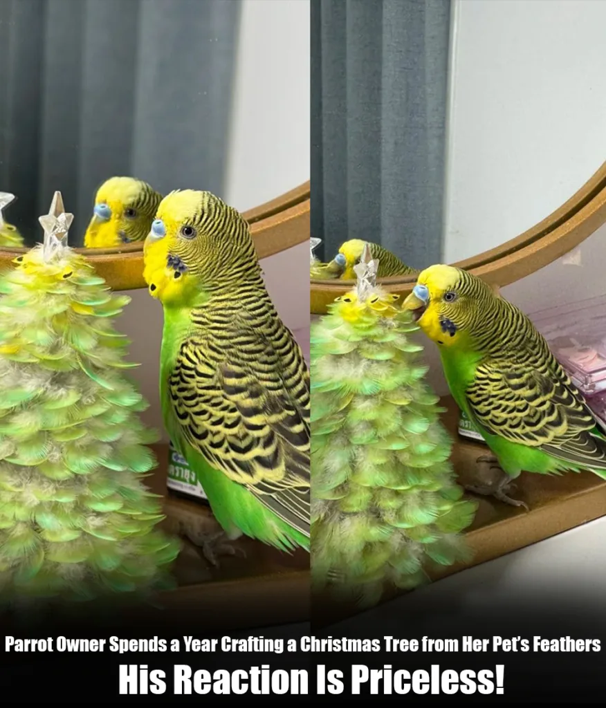 Parrot Owner Spends a Year Crafting a Christmas Tree from Her Pet’s Feathers — His Reaction Is Priceless q