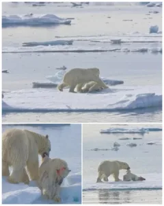 She watched a polar bear drag another across the ice — and realized something had gone terribly wrong. 587217948 122232979418125713 1268214846602601802 n