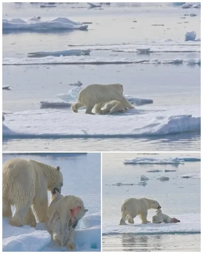 587217948 122232979418125713 1268214846602601802 n