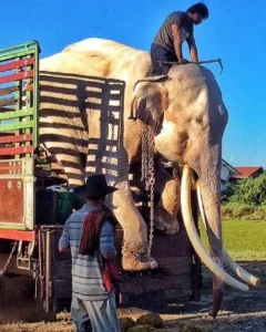 Elephant forced to entertain tourists for over 40 years finally gets its 1st taste of freedom – and his reaction is priceless 591284740 1556919779300516 5034099483633061184 n