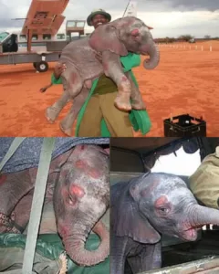 592380091 794029197005620 8649037889487443137 n