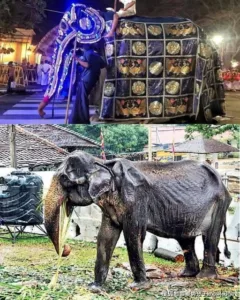 Sri Lanka has lost a remarkable elephant who lived to 70, an age few elephants ever reach. Revered for her role in festivals and carrying tourists, she spent decades as a symbol of tradition and spectacle. Yet behind the applause, her life was marred by the constraints of captivity. She bore the weight of human expectations while enduring hardship, but even in confinement, she displayed extraordinary dignity and resilience. Her passing is a reminder that true reverence lies not in spectacles but in compassion and respect for their natural freedom. 593295689 851941311117257 5186970041591223255 n
