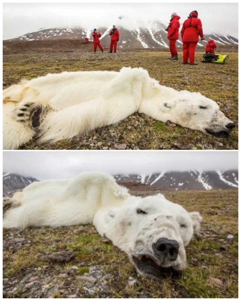 594147232 1171687901742943 9151870486081897912 n