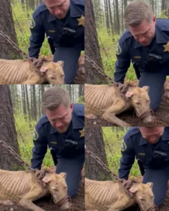 Officer Bennett had seen cruelty before, but nothing like this. A hiker’s tip led him three miles into the forest, where he found a dog emaciated, chained to a pine tree, pacing until he could barely stand. The dog hadn’t barked for help because his mouth was wired shut with rusty baling wire, cutting into his skin. With trembling hands, Bennett clipped the wire. Survivor, as the dog would be named, didn’t lash out in fear. He leaned his head against Bennett’s chest, finally heard, finally safe. 594416641 854148170896571 5612385804813469911 n
