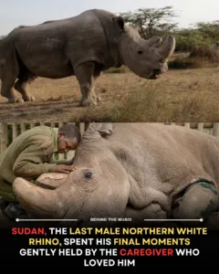When Extinction Becomes Personal: The Last Moments of Sudan, the World’s Final Male Northern White Rhino 594579312 1185309897034943 5706655978549351516 n
