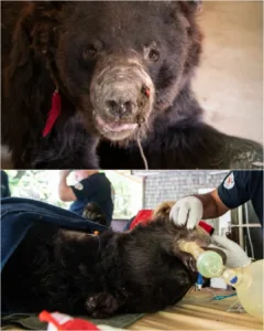 Boogie, a seven-year-old male bear, had spent his life in chains, enduring the brutality of bear-baiting. Laila, a four-year-old female, had known only fear and pain, trapped in a concrete cage beside him. Both bore the marks of years of abuse: fractured bones, mutilated teeth, and wounds from the relentless cruelty around them. 594764655 122198642174320958 4216699615744672621 n