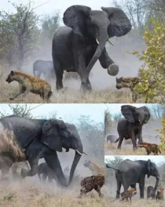 A mother elephant and her one-and-a-half-year-old calf were ambushed by a pack of hyenas while traversing the bush. The hyenas targeted the vulnerable calf, but the mother elephant, driven by instinct, immediately sprang into action, charging and using her strength to shield her calf. Despite her efforts, one hyena bit the calf’s tail, leaving a permanent injury. Yet, thanks to the mother’s bravery, the calf was spared from further harm. 594964805 122229156074123338 5746536475010814762 n
