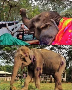 70 Years of Chains and Suffering… And Saza’s Final Steps” "A Life of 70 Years in Chains… Saza’s Last Steps Will Break Your Heart 597266220 122232526028299189 9211488222118428172 n