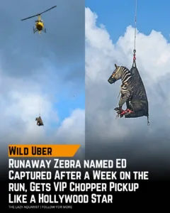 Runaway Zebra “Ed” Captured After Week-Long Adventure in Tennessee 597496481 749015464883644 1388639606400293574 n
