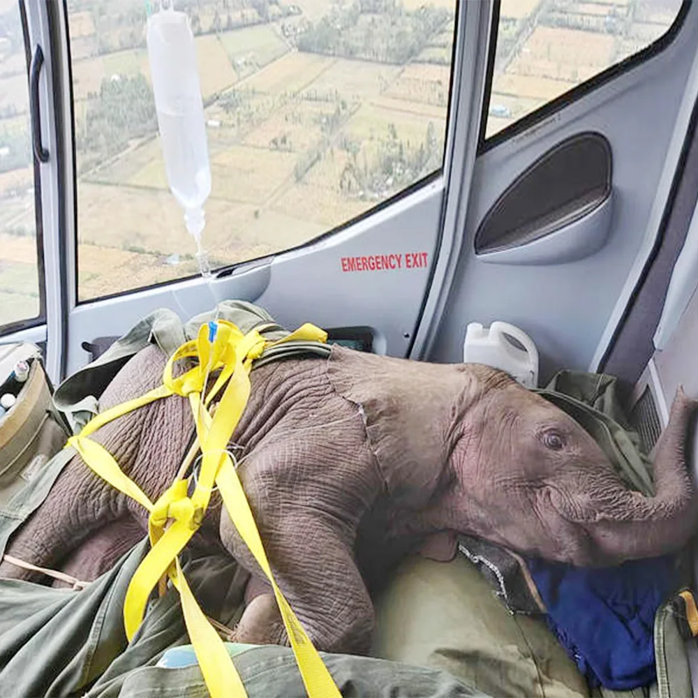 598430982 880394991643933 7737532564859365148 n