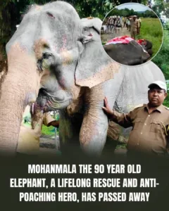 A TRIBUTE TO “MOHANMALA” – The legendary 90-year-old elephant who dedicated her life to disaster relief and forest protection. With her extraordinary intelligence and strength, she carried people through floods, patrolled deep forests, and became a loyal friend to humankind. Despite her old age, Mohanmala remained resilient until her end, leaving behind immeasurable sorrow. Her legacy has moved the world… 599952714 805409909200882 1102853835361898787 n