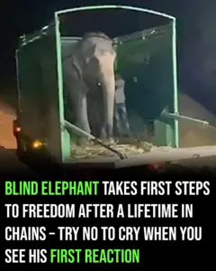 A 46-year-old blind elephant has taken her first steps to freedom after a lifetime of аЬᴜѕe and captivity. 600146916 880743644942401 5278882109559434323 n