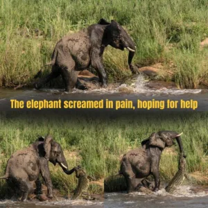 A BATTLE FOR LIFE AND DEATH: A giant crocodile unexpectedly clamped its jaws onto a mother elephant's trunk in the Zambian River, dragging her forcefully underwater. The mother elephant screamed in agony, b/l.o.od staining the river red, her trunk constricted and deformed, her breath weak and on the verge of d.ea.t.h. The rescue team braved the danger, using boats and ropes to fight the river monster and save her life. The moment the crocodile released its trunk brought the entire rescue team to their knees in tears... 600380005 807317445676795 1933590723558519809 n (1)