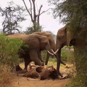 In Kenya's Samburu National Reserve, wild elephants were filmed visiting the remains of their matriarch, Victoria, two weeks after her death. The video showcases their distinctive social behavior as they gently explore her remains with their trunks and stand in quiet reflection. Researchers see this poignant moment as a testament to the strong bonds within elephant families, offering fresh insights into their emotional depth 603853894 1558171899652326 3875952898524707329 n