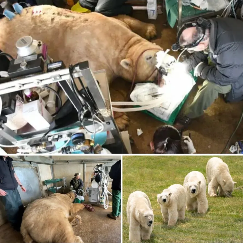 605621789 887154024301363 6544743601976938801 n