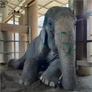 Rescued Elephant Can Finally Lay Down For The First Time In 80 Years betterimage 1765280746666