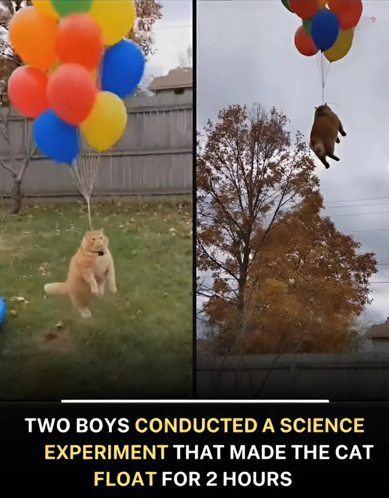 betterimage 1765281092467