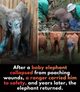 In moments of unimaginable pain, the compassion and resilience of a single individual can change the course of a life. After a baby elephant collapsed from the wounds of poaching, a ranger risked everything to carry this helpless creature to safety. What's even more extraordinary is that, years later, this elephant returned—not as a victim, but as a living testament to survival, healing, and the profound bond between a caregiver and the cared-for.
