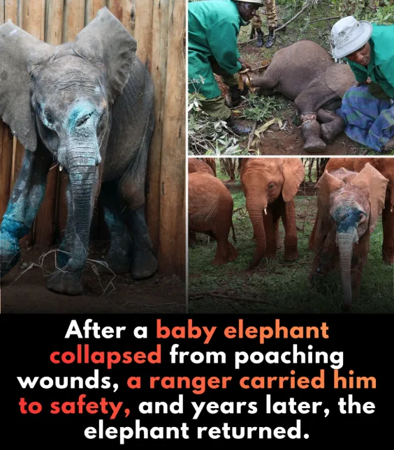 In moments of unimaginable pain, the compassion and resilience of a single individual can change the course of a life. After a baby elephant collapsed from the wounds of poaching, a ranger risked everything to carry this helpless creature to safety. What's even more extraordinary is that, years later, this elephant returned—not as a victim, but as a living testament to survival, healing, and the profound bond between a caregiver and the cared-for.