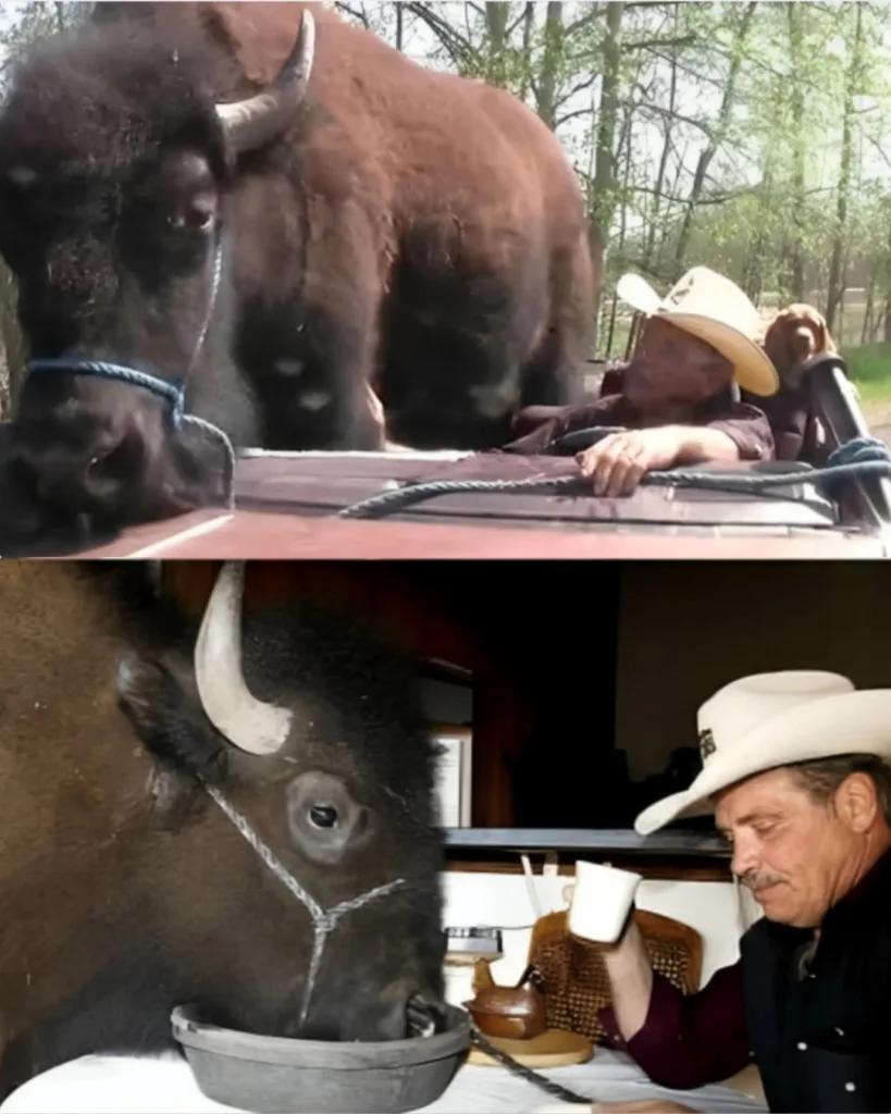 Thunder’s Legacy: How One Injured Bison and a Rancher Rebuilt a Herd Featured image