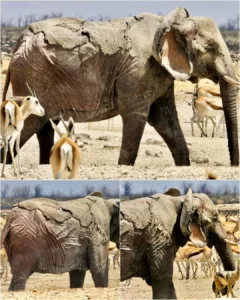 The Last Walk of the Old King: An Etosha Elephant's Final Dignity Featured image