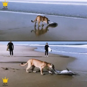 Surfer, Stranded Dolphin, and a Mother Mountain Lion: A Tense Coastal Rescue Featured image