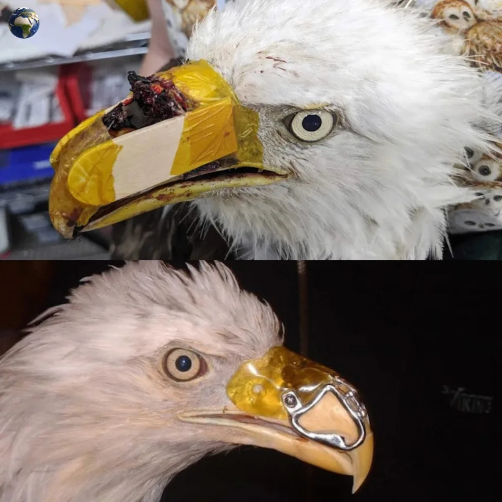 Beauty Rebuilt: How a 3D‑Printed Beak Gave an Eagle a Second Life Featured image