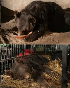 Sunny's Second Chance: From Chained 'Dancing' Bear to Freedom Featured image