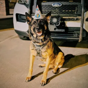Happy Birthday K-9 Officer Tokio: Four Years of Service and Celebration Featured image