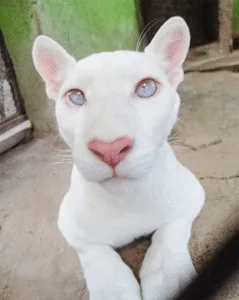 Itzar the Albino Puma: Rare Cub Sparks Conservation Hope in Nicaragua Featured image