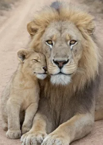 A quiet moment of bonding between a powerful lion and his playful cub on a sun-kissed dirt road. As they rest together, their connection speaks louder than words, a reminder of the deep affection and loyalty that exists within families in the wild." Featured image