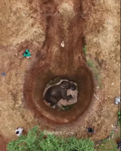 A Life Lifted from the Earth: How a Village United to Save a Trapped Elephant In the early hours of the morning, as the fields lay quiet and the day had barely begun, villagers discovered a sight that stopped them in their tracks. An adult elephant had fallen into a deep pit dug for an agricultural well, its massive body wedged far below ground level. The pit, intended to secure water for crops, had become a dangerous trap. Exhausted, injured, and unable to climb out, the elephant had been stranded through the night. The discovery was devastating. Elephants are deeply respected in many rural communities, both for their intelligence and their cultural significance. Seeing such a powerful animal rendered helpless stirred immediate concern and urgency. The villagers understood that time was critical. Prolonged entrapment can lead to severe dehydration, muscle damage, internal injury, and even death for large animals. Without hesitation, the community mobilized. Wildlife officers were contacted immediately, and word spread quickly through the surrounding area. Within a short time, villagers, local authorities, and forest department personnel gathered around the pit. The elephant stood silently below, its movements slow and labored, a clear sign of exhaustion after hours of struggling to escape. The pit was deep and steep-sided, making direct extraction impossible. Ropes or cranes would risk serious injury to the elephant. Instead, the rescue team determined that the safest approach was to create a gradual earthen ramp that the animal could climb under its own strength. This method, though time-consuming, would reduce stress and the risk of further harm. A JCB excavator was brought to the site, and careful digging began along one side of the pit. The work required precision. The ramp needed to be wide and stable enough to support the elephant’s immense weight while maintaining a gentle incline. Too steep, and the elephant would slip. Too narrow, and the risk of collapse would increase. As the sun rose higher, the heat intensified. Hours passed as soil was removed and reshaped. Sweat mixed with mud as villagers worked alongside operators and officials, offering guidance, clearing debris, and ensuring the safety of everyone involved. The elephant remained trapped below, occasionally shifting its weight, clearly fatigued but alive. At that critical point, something remarkable occurred. The villagers began to rally around the pit, offering encouragement through applause and collective gestures of support. Their presence filled the air with energy and determination. While animals do not interpret human emotion in the same way people do, they are highly sensitive to sound, movement, and atmosphere. The shift from tension to encouragement appeared to give the elephant renewed resolve. Gradually, the elephant placed one foot onto the ramp. Then another. Step by step, inch by inch, the massive animal began to climb. The ramp held. Each movement brought the elephant closer to the surface, closer to freedom. The crowd watched in silence broken only by the sound of earth shifting beneath the elephant’s weight and the steady rhythm of its breathing. The climb was slow and deliberate, requiring balance and strength. At several points, the elephant paused, gathering energy before continuing. The rescue team remained alert, ready to intervene if the ramp showed any sign of instability. Finally, after what felt like an eternity, the elephant reached the top. As its full body emerged from the pit, a wave of relief swept through the crowd. The animal stood on solid ground once again, free from confinement. It took a few tentative steps forward, testing its strength, then moved away from the pit under its own power. The moment was one of shared joy and collective relief. Villagers and rescuers alike witnessed the success of their combined effort—a life saved not through force, but through patience, cooperation, and compassion. Wildlife officers observed the elephant carefully as it moved toward nearby forested land. Though visibly tired, it showed no immediate signs of severe injury. Given time, rest, and access to water, it was expected to recover fully from the ordeal. Incidents like this highlight a growing challenge in regions where expanding agriculture overlaps with wildlife habitats. Open pits, trenches, and wells pose serious dangers to animals, particularly large mammals that travel long distances in search of food and water. Wildlife experts stress the importance of covering or fencing such excavations to prevent future accidents. This rescue also serves as a powerful reminder of what can be achieved when communities act together. The villagers did not view the elephant as a problem or threat. Instead, they recognized a life in danger and responded with empathy and responsibility. The success of the rescue was not the result of a single heroic act, but of collective action. Every person who made a call, operated machinery, cleared soil, or simply stayed present contributed to the outcome. The elephant’s survival became a shared victory—one that strengthened the bond between people and the natural world around them. In a time when stories of conflict between humans and wildlife are all too common, this event stands as an example of coexistence at its best. It demonstrates that compassion, when paired with practical action, can overcome even the most daunting challenges. The image of the elephant climbing out of the pit will remain etched in the memory of those who witnessed it. Not as a spectacle, but as a testament to humanity’s capacity for kindness. In that moment, the boundaries between species dissolved, replaced by a simple truth: saving a life, any life, is a responsibility worth sharing. This is what compassion looks like. This is humanity at its best.