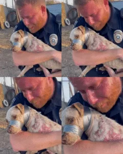 Titan: From Abandoned and Silenced to Safe and Loved 2173 Officer Hayes thought he had seen it all. Twelve years on the force had exposed him to crime, tragedy, and heartbreak—he believed his heart was armored against the worst life could show him. But nothing, not a single call in over a decade, had prepared him for the dispatch that led him to a remote dirt lot on the outskirts of town. Neighbors had reported a "strange bundle" near an abandoned shed, and when Hayes arrived, what he found stopped him cold. It wasn’t trash or a discarded piece of furniture. It was a dog. A Pitbull, thin as a skeleton, body ravaged by severe mange, skin red, raw, and bleeding. Yet it wasn’t just the sickness that shocked him. Heavy gray duct tape was wrapped tightly around the dog’s muzzle. The animal could not bark, drink, or defend himself. He had been left to suffer in silence, abandoned and helpless. Hayes, a man accustomed to tragedy, felt his composure shatter. Ignoring mud, dirt, and the rough terrain, he collapsed to his knees and scooped the trembling creature into his arms. The dog, weak and fragile, leaned against him like a child seeking warmth. Hayes wept openly, tears streaking a face usually set in stone. "I can't believe they did this to you," he whispered, voice breaking, as he gently touched the tape. He knew removing it immediately would tear the already damaged skin, causing unbearable pain, so he promised the dog safety, comfort, and healing. "Hold on, buddy," Hayes choked out, rocking him gently. "We're going to the vet. They're going to get this off safe. Real safe." The dog, too exhausted to move, rested his weight fully against Hayes’s chest. For the first time in weeks, Titan—named later for his strength despite suffering—felt warmth, care, and protection. Lights flashing, sirens screaming, they rushed Titan to an emergency veterinary clinic. The medical team acted swiftly, using a special solvent to remove the tape without further injuring the delicate skin. He received treatment for mange, medication for infection, and an endless supply of gentle care. Each day brought small victories—a wag, a tiny intake of water, a shaky step forward. Every touch reminded him that someone finally cared. Recovery wasn’t immediate, but Titan’s spirit proved resilient. He slowly regained weight, twenty pounds of muscle and vitality returning to his frame. His once-pained eyes now held trust, and his once-fragile frame grew stronger with every day in a safe home. And that home? Officer Hayes’s living room, where a rug became his throne, and love, patience, and attention replaced fear and neglect. Now, Titan sleeps in comfort, plays with toys, and enjoys the safety he had been denied for so long. His story is a testament to the power of compassion, the bravery of those willing to intervene, and the healing possible when humans act to protect those who cannot defend themselves. What was once a life of silent suffering is now filled with warmth, trust, and a bond that will never break. Titan’s journey reminds us all that rescue is not just about saving a life—it’s about restoring dignity, providing love, and proving that even the most broken souls can find peace and joy. Officer Hayes, hardened by years on the force, learned that sometimes, the fiercest battles are not against crime, but against cruelty, and the reward is the profound gratitude of a life saved. Titan is more than a survivor; he is a symbol of hope, proof that no matter how dark the past, the future can shine with love, safety, and the healing power of care.