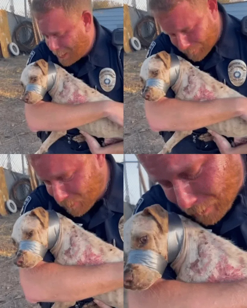 Titan: From Abandoned and Silenced to Safe and Loved 2173 Officer Hayes thought he had seen it all. Twelve years on the force had exposed him to crime, tragedy, and heartbreak—he believed his heart was armored against the worst life could show him. But nothing, not a single call in over a decade, had prepared him for the dispatch that led him to a remote dirt lot on the outskirts of town. Neighbors had reported a "strange bundle" near an abandoned shed, and when Hayes arrived, what he found stopped him cold. It wasn’t trash or a discarded piece of furniture. It was a dog. A Pitbull, thin as a skeleton, body ravaged by severe mange, skin red, raw, and bleeding. Yet it wasn’t just the sickness that shocked him. Heavy gray duct tape was wrapped tightly around the dog’s muzzle. The animal could not bark, drink, or defend himself. He had been left to suffer in silence, abandoned and helpless. Hayes, a man accustomed to tragedy, felt his composure shatter. Ignoring mud, dirt, and the rough terrain, he collapsed to his knees and scooped the trembling creature into his arms. The dog, weak and fragile, leaned against him like a child seeking warmth. Hayes wept openly, tears streaking a face usually set in stone. "I can't believe they did this to you," he whispered, voice breaking, as he gently touched the tape. He knew removing it immediately would tear the already damaged skin, causing unbearable pain, so he promised the dog safety, comfort, and healing. "Hold on, buddy," Hayes choked out, rocking him gently. "We're going to the vet. They're going to get this off safe. Real safe." The dog, too exhausted to move, rested his weight fully against Hayes’s chest. For the first time in weeks, Titan—named later for his strength despite suffering—felt warmth, care, and protection. Lights flashing, sirens screaming, they rushed Titan to an emergency veterinary clinic. The medical team acted swiftly, using a special solvent to remove the tape without further injuring the delicate skin. He received treatment for mange, medication for infection, and an endless supply of gentle care. Each day brought small victories—a wag, a tiny intake of water, a shaky step forward. Every touch reminded him that someone finally cared. Recovery wasn’t immediate, but Titan’s spirit proved resilient. He slowly regained weight, twenty pounds of muscle and vitality returning to his frame. His once-pained eyes now held trust, and his once-fragile frame grew stronger with every day in a safe home. And that home? Officer Hayes’s living room, where a rug became his throne, and love, patience, and attention replaced fear and neglect. Now, Titan sleeps in comfort, plays with toys, and enjoys the safety he had been denied for so long. His story is a testament to the power of compassion, the bravery of those willing to intervene, and the healing possible when humans act to protect those who cannot defend themselves. What was once a life of silent suffering is now filled with warmth, trust, and a bond that will never break. Titan’s journey reminds us all that rescue is not just about saving a life—it’s about restoring dignity, providing love, and proving that even the most broken souls can find peace and joy. Officer Hayes, hardened by years on the force, learned that sometimes, the fiercest battles are not against crime, but against cruelty, and the reward is the profound gratitude of a life saved. Titan is more than a survivor; he is a symbol of hope, proof that no matter how dark the past, the future can shine with love, safety, and the healing power of care.