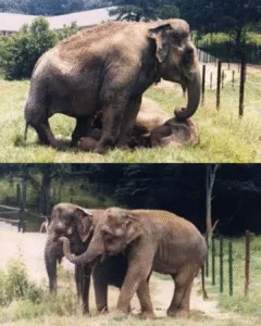 Shirley and Jenny Reunited: Two Elephants' 22-Year Journey Back to Each Other Shirley and Jenny were eleven circus elephants — two young souls who survived hard together years before being separated without warning. Twenty-two years passed. New trainers, new cities, new scars… but neither ever forgot the other. When they were finally reunited at a sanctuary, something incredible happened. Shirley turned at the sound of footsteps. Jenny lifted her trunk. And in an instant, both recognized the friend they had loved decades before. They rushed toward each ..