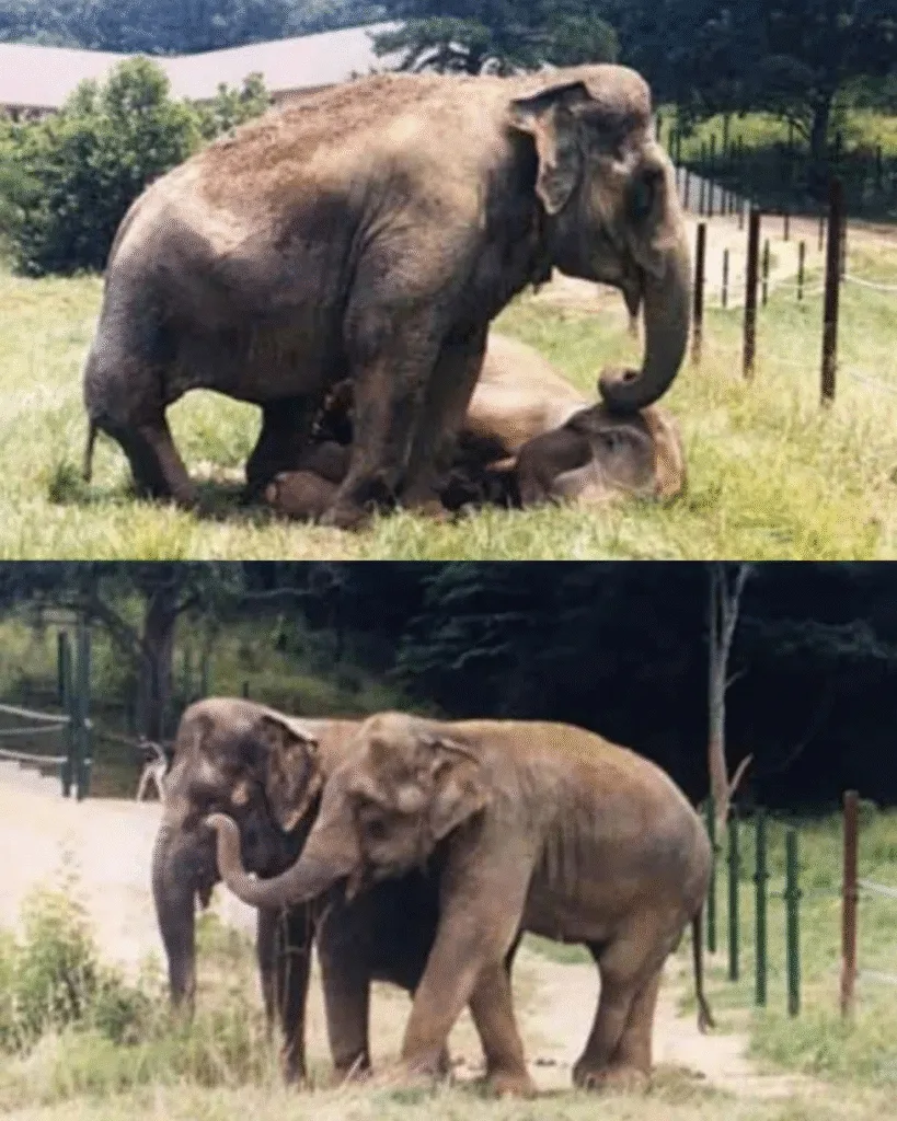 Shirley and Jenny were eleven circus elephants — two young souls who survived hard together years before being separated without warning. Twenty-two years passed. New trainers, new cities, new scars… but neither ever forgot the other. When they were finally reunited at a sanctuary, something incredible happened. Shirley turned at the sound of footsteps. Jenny lifted her trunk. And in an instant, both recognized the friend they had loved decades before. They rushed toward each ..