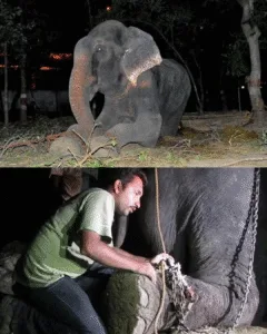 Raju’s Liberation: Fifty Years of Chains Broken by Compassion Featured image