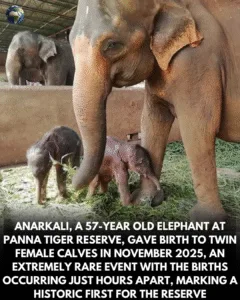 Twins in Panna: Anarkali's Historic Birth of Two Baby Elephants Featured image
