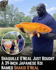 Shaq doesn’t do anything small — not even his fish. Shaq is said to own a massive 39-inch Yamabuki koi named “Shakoi O’Neal,” living in a custom-designed pond at his home in Georgia. He even joked that he almost named it “Charles Barkley.” 😄 Only Shaq could turn a koi pond into a full superstar moment.