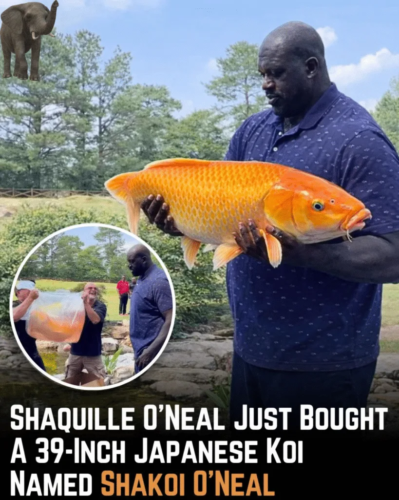Shaq doesn’t do anything small — not even his fish. Shaq is said to own a massive 39-inch Yamabuki koi named “Shakoi O’Neal,” living in a custom-designed pond at his home in Georgia. He even joked that he almost named it “Charles Barkley.” 😄 Only Shaq could turn a koi pond into a full superstar moment.
