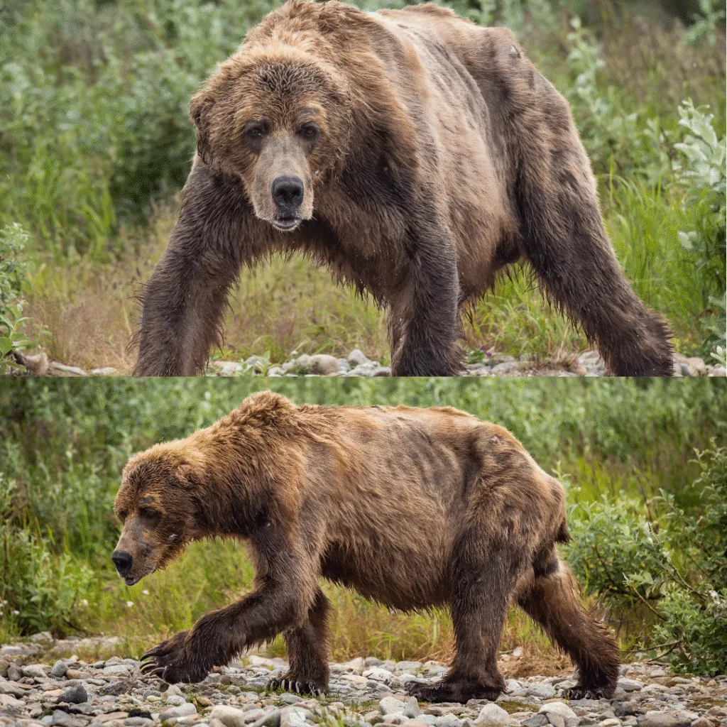 Among the bears of Katmai National Park and Preserve, one individual became legend. Known simply as No Ears, he was unmistakable. Whether his ears were lost to frostbite, fighting, or birth, no one knows, but everything else about him felt unreal. Huge paws. Long, towering frame. A broad head with deep-set eyes and a nose like a mailbox bolted to his face. He wasn't just big, he was different. For years, he appeared in multiple locations, a familiar presence