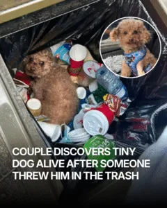 Thrown Away Alive in Pacific Spirit Park: How Walkers and a Rescuer Saved Tiny Oscar While out for a walk in Vancouver's Pacific Spirit Park, Terry Sparrow and Krista Brisk went to throw something away — and noticed movement inside a public trash can. At first, they thought it might be a raccoon or squirrel. But when they looked closer, they realized a tiny dog had been thrown away alive, buried beneath the garbage. Shocked, they pulled him out and immediately started calling for help. Local rescuer Laurie Schildt stepped in, named the pup Oscar, and helped him through surgeries, recovery, and months of care. The little dog who was once discarded is now safe❤️