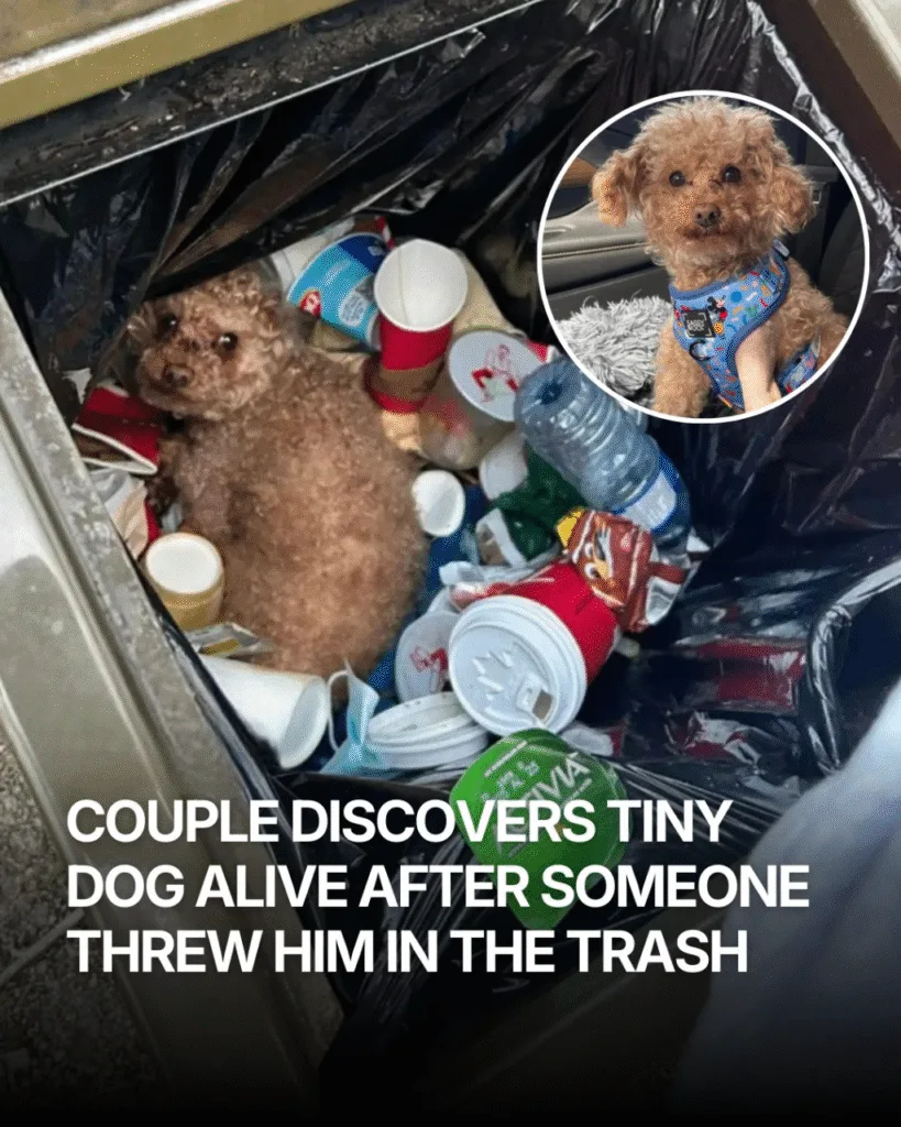 While out for a walk in Vancouver's Pacific Spirit Park, Terry Sparrow and Krista Brisk went to throw something away — and noticed movement inside a public trash can. At first, they thought it might be a raccoon or squirrel. But when they looked closer, they realized a tiny dog ​​had been thrown away alive, buried beneath the garbage. Shocked, they pulled him out and immediately started calling for help. Local rescuer Laurie Schildt stepped in, named the pup Oscar, and helped him through surgeries, recovery, and months of care. The little dog who was once discarded is now safe❤️