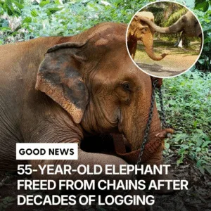 Moon's Long Chains: From Logging Camp to Gentle Sanctuary Reunion For decades, her life was chains, heat, and hauling massive logs. Moon spent about 50 years working in a logging camp, pulling heavy loads day after day with chains digging into her skin. When rescuers finally reached her, they could see how much stress her body had carried for a long time. After her chains were removed and she was brought to a sanctuary, Moon began exploring her new surroundings — and was soon met by another rescued elephant, who gently reached out to her as if checking in💙