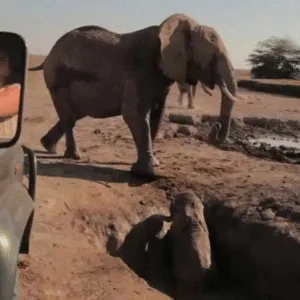 Heartwarming Reunion: Baby Elephant Finds Its Way Back to Mom Featured image