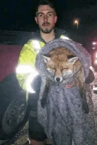 Grace in the Ice: Fire Chief Steven Hatfield's Harrowing Fox Rescue Featured image