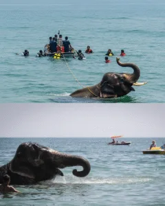 Rescue at Dusk: Sri Lankan Navy Saves Elephant from the Sea Featured image