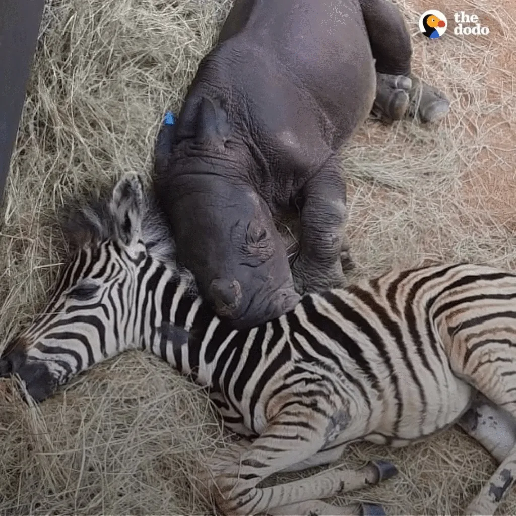 This young zebra gently comforts an orphaned rhino calf, offering companionship and helping her recover 💕🦓🦏
