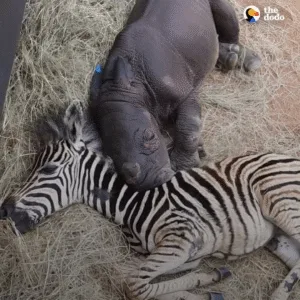A Zebra's Kindness: How a Young Zebra Comforted an Orphaned Rhino Calf This young zebra gently comforts an orphaned rhino calf, offering companionship and helping her recover 💕🦓🦏